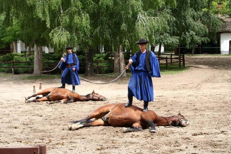 bosch_nap_047.JPG